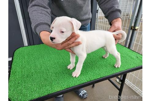 成約済の愛知県のその他の犬種-160928の3枚目